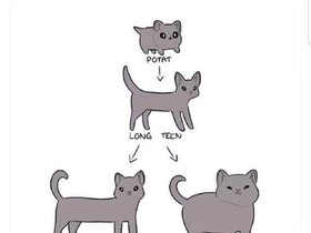 Life.Cycle.Of.Cat.jpg