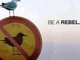 Be.A.Rebel.jpg