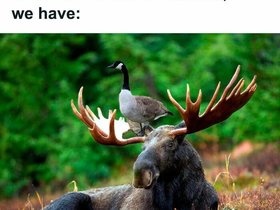 Goose.On.A.Moose.jpg