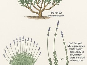 How.To.Prune.Lavender.jpg