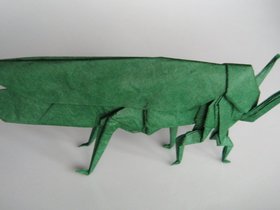 insecte-003.jpg