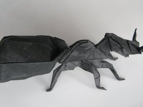 insecte-005.jpg