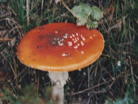 Img_0035.jpg