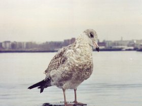 Mouette%20sur%20les%20quais%20de%20Boston.jpg