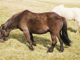 051-chevaux_islandais.jpg
