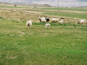 106-moutons_islandais.jpg
